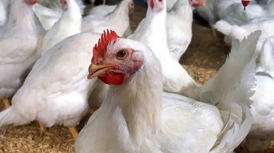 Experts Warn of Potential Bird Flu Pandemic